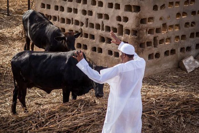 President Muhammadu Buhari on his livestock farm in Daura, Katsina State [Presidency]