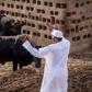 President Muhammadu Buhari on his livestock farm in Daura, Katsina State [Presidency]