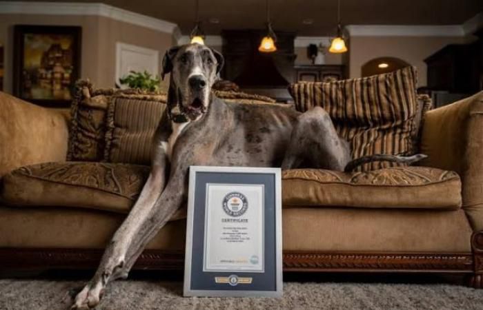 Guinness world record holder, Zeus [GWR]
