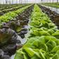 Horticulture field
