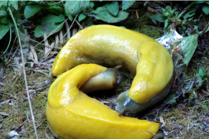 These species don't adhere to a gender binary [Custompet]