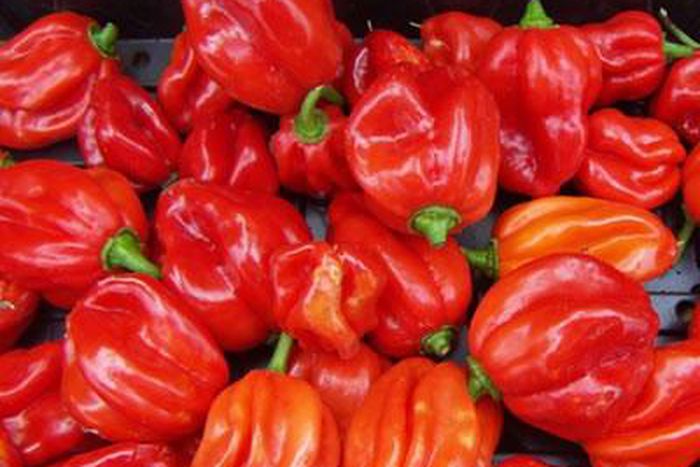 Pepper has a lot of nutritional value [Mile12]