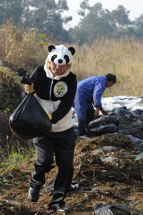 Tea farm owner, An Yanshi collecting panda poop [Shutterstock]