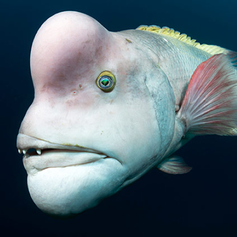 Hermaphroditic fish [TheEvolution]