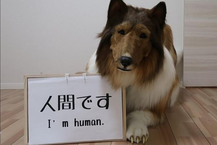 The human dog [Insider]