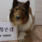 The human dog [Insider]