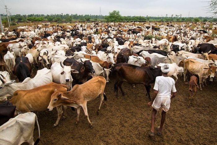 Between 2014 and 2016, Modi's government also spent about $41 million building cow sheds called gaushalas to hold stray cattle. There are now more than 5,000 gaushalas across India. But, according to the BBC, it's not enough.