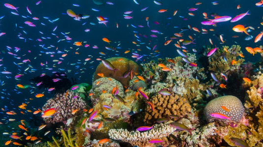 The Great Barrier Reef in Australia [ABC]