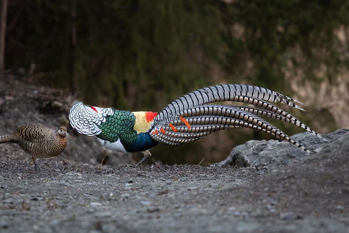 Stabbing, captivity, pee drinking, and other strange dating rituals in animals/Pexels