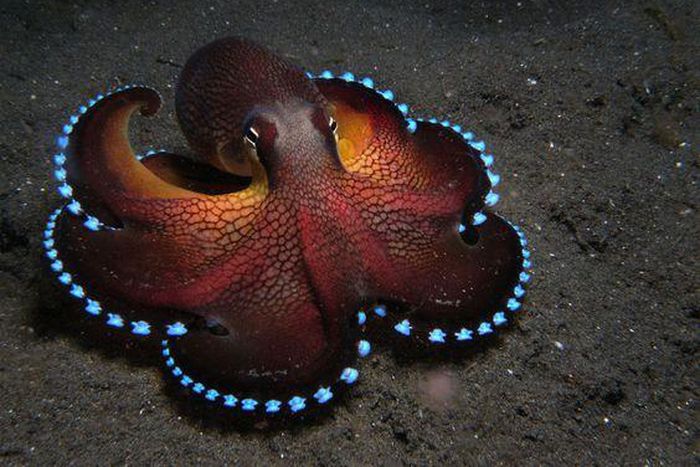 The ocean is a vast and inexhaustible place where new species are discovered every day. [Pinterest]