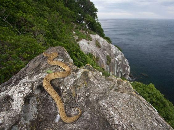 Snake island in Brazil [Pinterest]