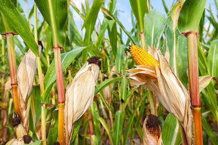 Maize crop