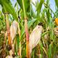 Maize crop