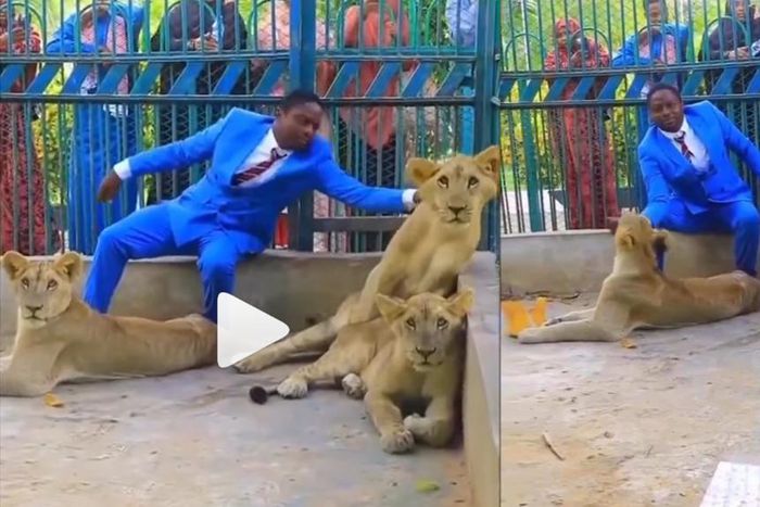 Pastor enters zoo, plays with lions to prove to church members that he’s powerful