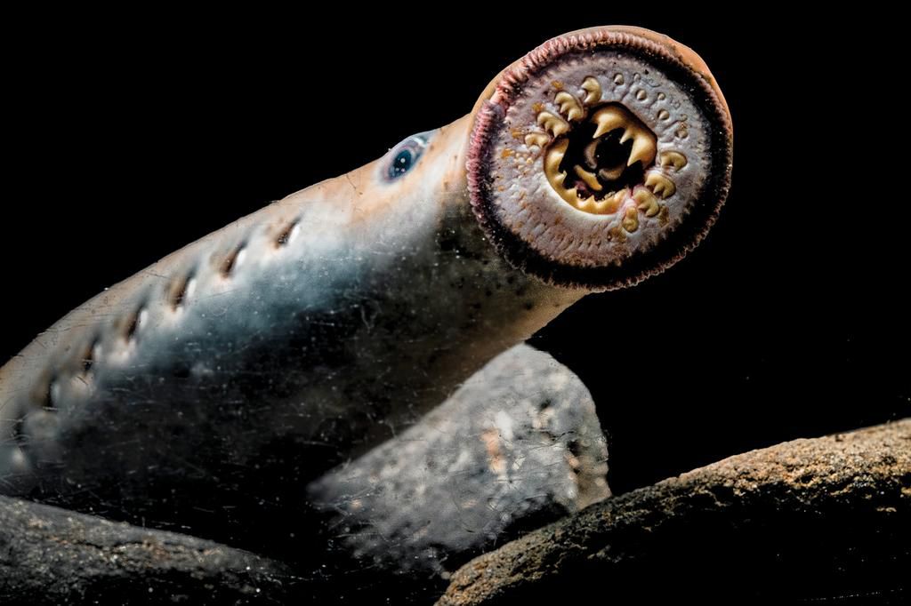 Sea lamprey [HighCountryNews]
