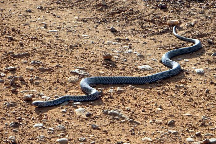 As climate change and deforestation continues to unfold,  the problem of snakebites can only get worse. (kenyageographic)