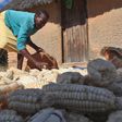 Zimbabwe faces severe food crisis [Tsvangirayi Mukwazhi/AP]