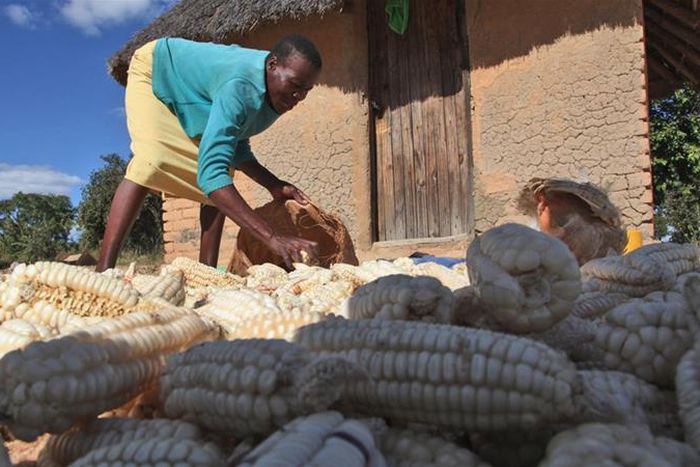 Zimbabwe faces severe food crisis [Tsvangirayi Mukwazhi/AP]