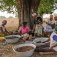 Ghanaian farmers harvesting Shea nuts