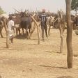 Bauchi cattle traders lament low patronage amid naira scarcity.
