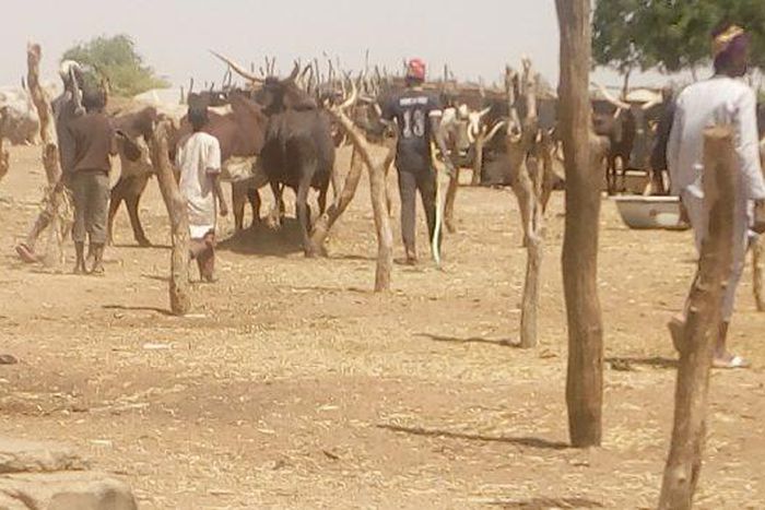 Bauchi cattle traders lament low patronage amid naira scarcity.