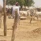 Bauchi cattle traders lament low patronage amid naira scarcity.