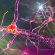 An illustration of a neuron.KATERYNA KON/SCIENCE PHOTO LIBRARY