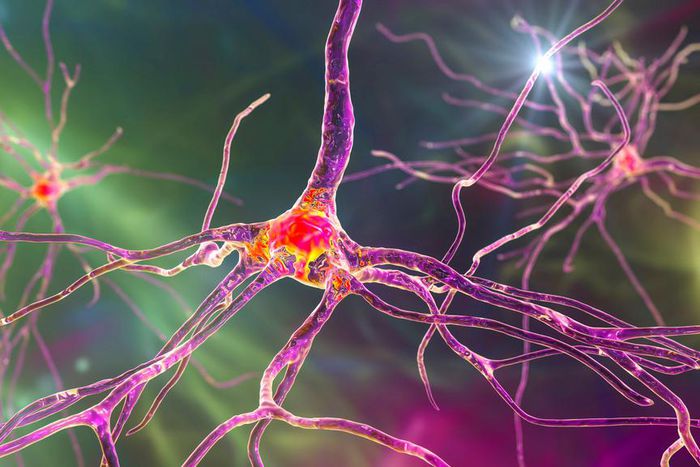 An illustration of a neuron.KATERYNA KON/SCIENCE PHOTO LIBRARY