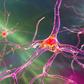 An illustration of a neuron.KATERYNA KON/SCIENCE PHOTO LIBRARY