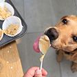 Pet dog licking spoon with peanut butter dough.Getty Images