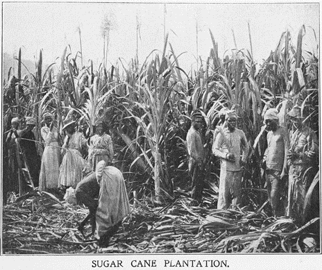 Yoruba slaves working on a plantation [Yelhispressing]