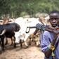 Armed herdsman (illustration)