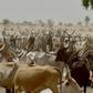 Clashes between herders and farmers are not unusual in drought-hit Niger, especially during the harvest which coincides with cattle being moved to pasture