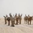 Livestock accounts for 30% of Chad’s exports and is its main source of foreign exchange after oil. (saracreta)