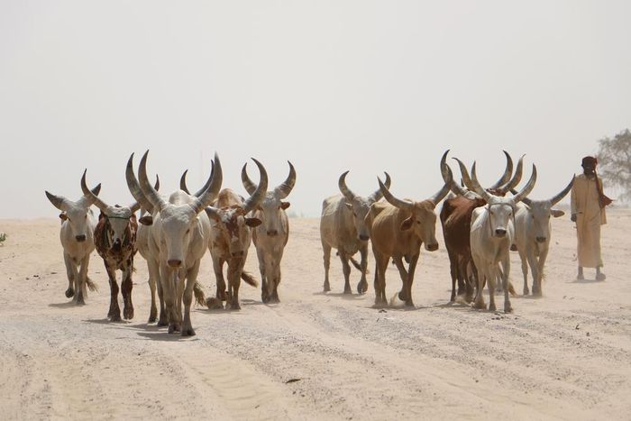 Livestock accounts for 30% of Chad’s exports and is its main source of foreign exchange after oil. (saracreta)