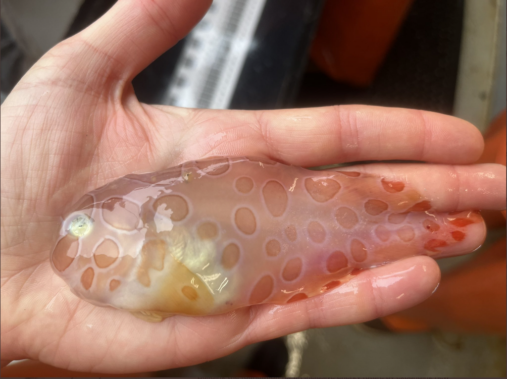 Rare transparent blotched snailfish camouflage found in Alaska [MashableIndia]