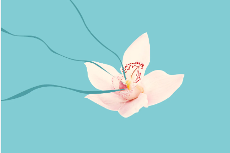 Learn everything there is to know about your clitoris [SheKnows]