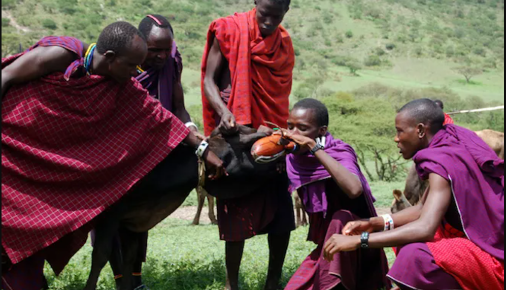 The Maasai people drinking blood [Wired]