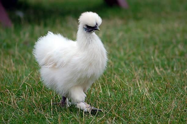 Silkie chicken [iStock]