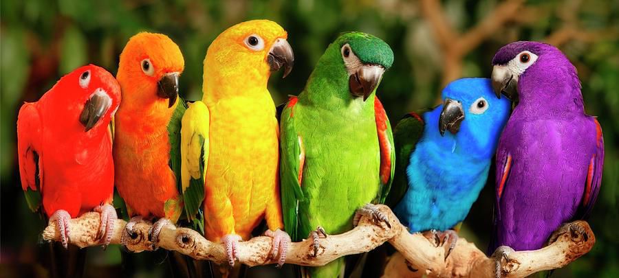 Parrots have exceptional language comprehension [Pixels]