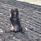 Nigerian lady sets new Guinness World Record for longest handmade wig [TheStar]