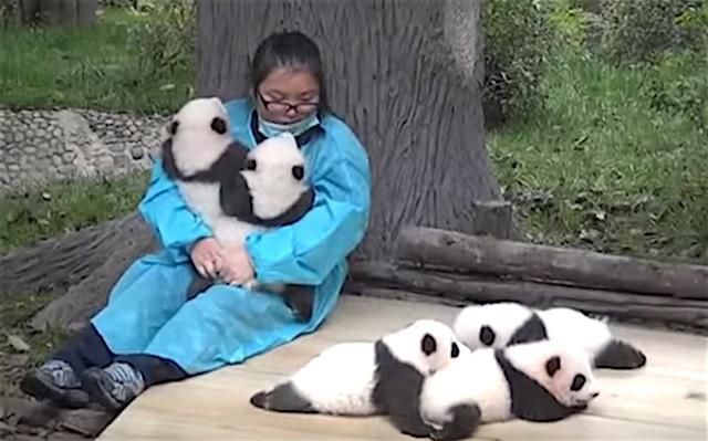 Panda hugger [Goodnewsnetwork]
