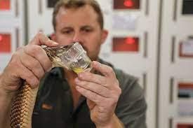 Snake milking is a deadly job [CentralCoast]
