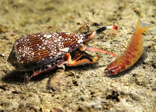 Cone snail [Weizmann Wonder Wander]