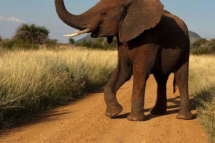 [National Geographic]