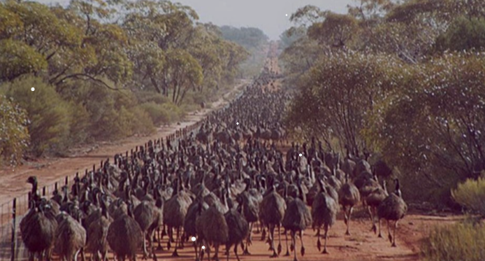 Emus in their thousands flocked veterans' farms and were almost impossible to kill [AustralianGeographic]