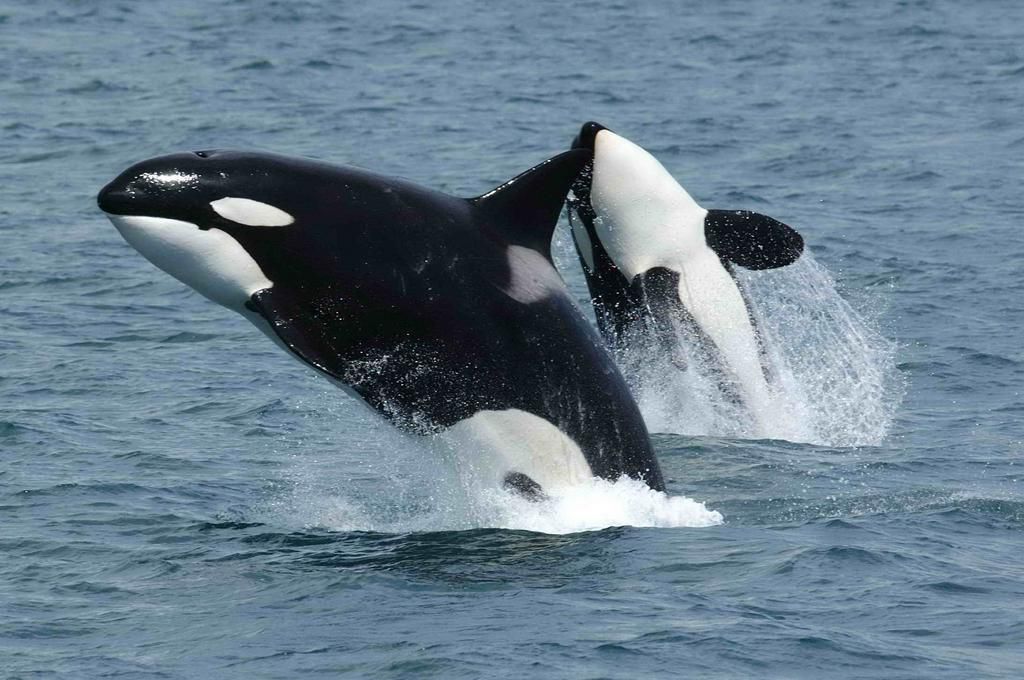 Killer whales [Wikipedia]