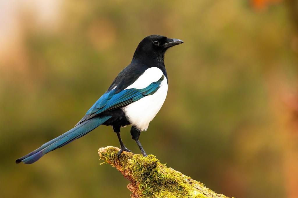 The Eurasian Magpie [RSPB]