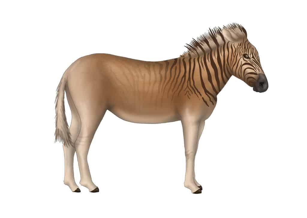 The quagga is now extinct [AZAnimals]