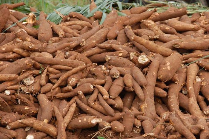 Cassava